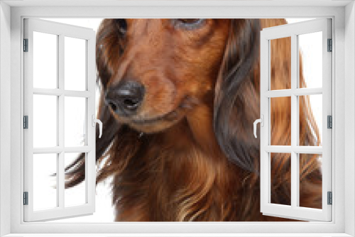 Fototapeta Naklejka Na Ścianę Okno 3D - Brown Dachshund puppy on a white background