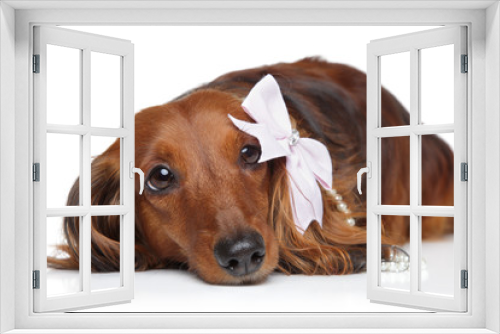 Fototapeta Naklejka Na Ścianę Okno 3D - Dachshund with bow on a white background