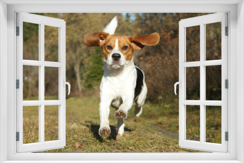 Fototapeta Naklejka Na Ścianę Okno 3D - Beagle running in autumn park