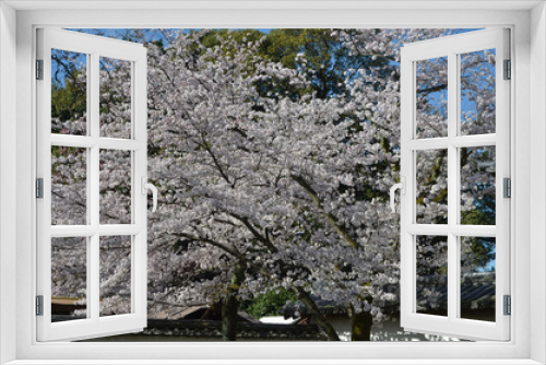 Fototapeta Naklejka Na Ścianę Okno 3D - 醍醐の桜