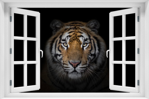 Fototapeta Naklejka Na Ścianę Okno 3D - Portrait of tiger on dark background.