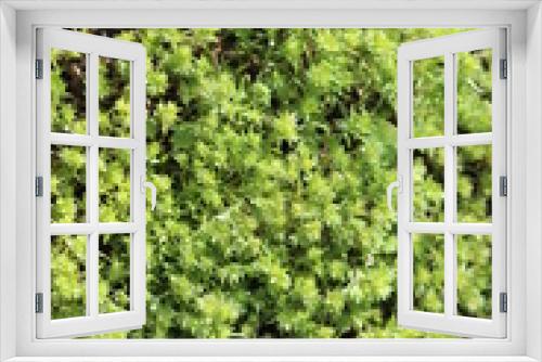Fototapeta Naklejka Na Ścianę Okno 3D - 
Bright green moss grows in the forest
