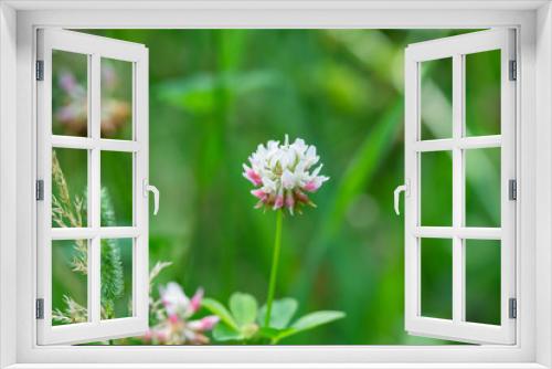 Fototapeta Naklejka Na Ścianę Okno 3D - White Clover Flowers in Summer