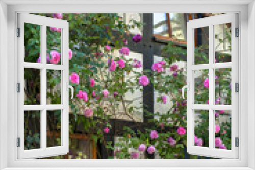 Fototapeta Naklejka Na Ścianę Okno 3D - Idyllische rosarote Rosen Pracht am Fachwerkhaus
