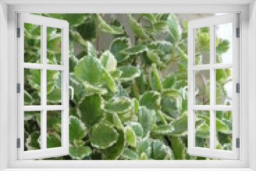 Fototapeta Naklejka Na Ścianę Okno 3D - Spurflower, Swedish Ivy, Incense Plant
