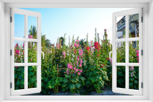 Fototapeta Naklejka Na Ścianę Okno 3D - Alcea rosea or Hollyhock 