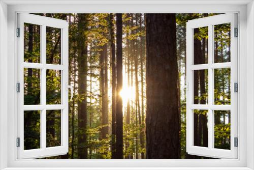 Fototapeta Naklejka Na Ścianę Okno 3D - Zachód słońca w lesie