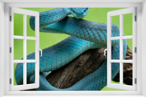 Fototapeta Naklejka Na Ścianę Okno 3D - Blue viper snake (White-lipped pit viper)