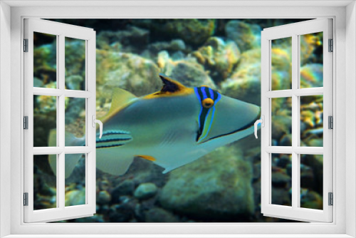 Fototapeta Naklejka Na Ścianę Okno 3D - Coral nature reserve at the Red Sea, colorful fish with name Picasso triggerfish, scientific name is Rhinecanthus assas, the species belongs to the family Balistidae