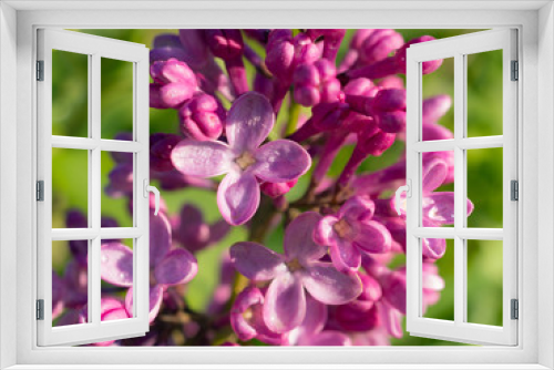 Fototapeta Naklejka Na Ścianę Okno 3D - lilac in the garden close up
