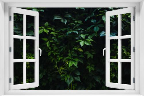 Fototapeta Naklejka Na Ścianę Okno 3D - dark ivy as green wallpaper