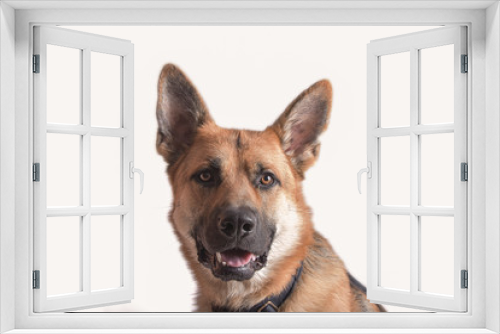Fototapeta Naklejka Na Ścianę Okno 3D - german shepherd dog isolated
