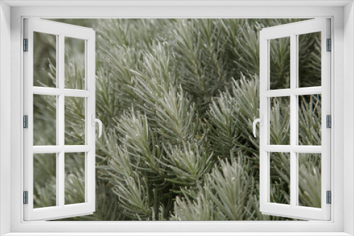 Fototapeta Naklejka Na Ścianę Okno 3D - coniferous plant close-up, background for Christmas or new year. 