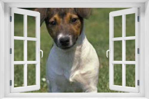 Fototapeta Naklejka Na Ścianę Okno 3D - Jack Russell Terrier standing on Lawn