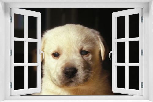 Fototapeta Naklejka Na Ścianę Okno 3D - Yellow Labrador Retriever, Portrait of Pup