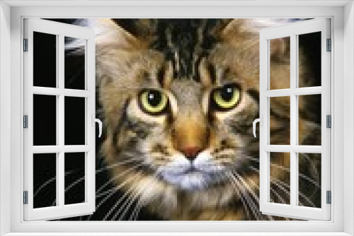 Fototapeta Naklejka Na Ścianę Okno 3D - Brown Tabby Maine Coon Domestic Cat, Portrait