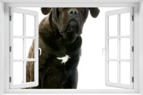 Fototapeta Naklejka Na Ścianę Okno 3D - Cane Corso, a Dog Breed from Italie, Dog against White Background