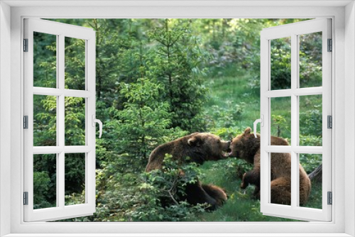 Fototapeta Naklejka Na Ścianę Okno 3D - Brown Bear, ursus arctos