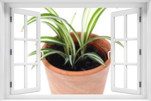 Fototapeta Naklejka Na Ścianę Okno 3D - Zimmerpflanze
