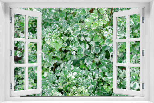 Fototapeta Naklejka Na Ścianę Okno 3D - Beautiful white and green leaf background picture