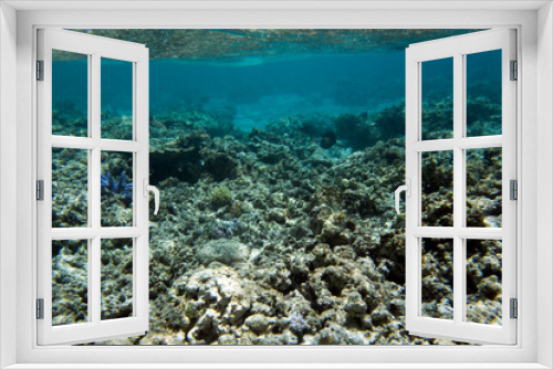 Fototapeta Naklejka Na Ścianę Okno 3D - The underwater life in lagoon