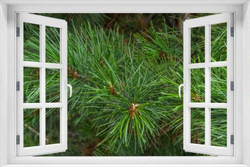 Fototapeta Naklejka Na Ścianę Okno 3D - pine cone on a Christmas tree. background