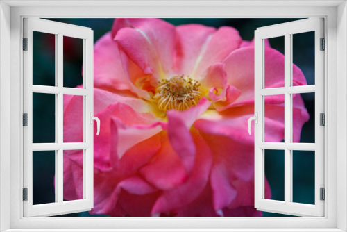 Fototapeta Naklejka Na Ścianę Okno 3D - pink rose flower