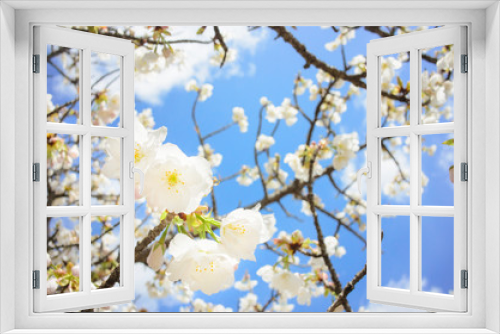 Fototapeta Naklejka Na Ścianę Okno 3D - White cherry blossoms with blue sky background