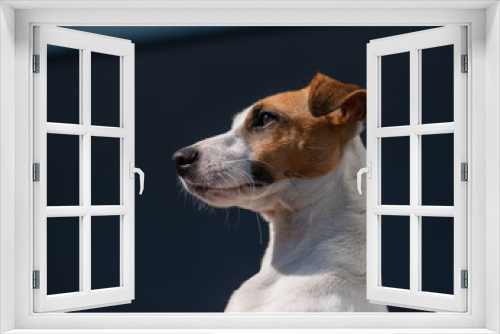 Fototapeta Naklejka Na Ścianę Okno 3D - Close-up portrait of shorthaired Jack Russell Terrier.