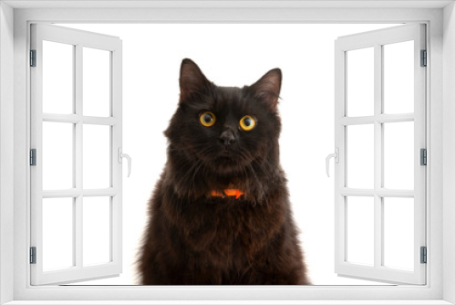 Fototapeta Naklejka Na Ścianę Okno 3D - black cat isolated