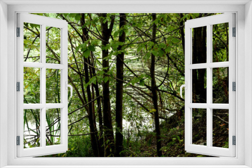 Fototapeta Naklejka Na Ścianę Okno 3D - morning in the forest