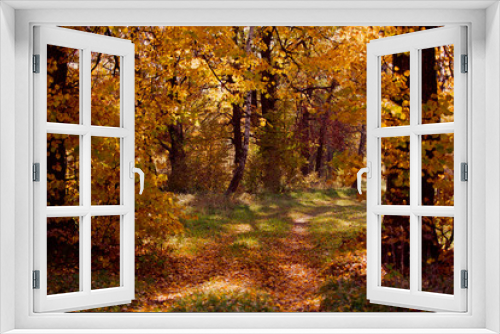 Fototapeta Naklejka Na Ścianę Okno 3D - Beautiful autumn forest with yellow leaves.