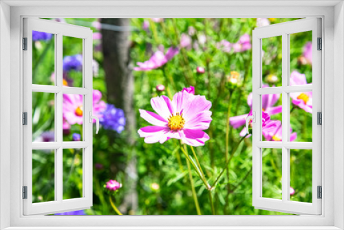 Fototapeta Naklejka Na Ścianę Okno 3D - Fiore di montagna - pian di Gembro