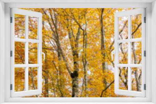 Fototapeta Naklejka Na Ścianę Okno 3D - 紅葉のブナの森