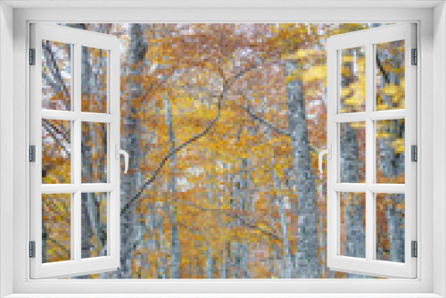 Fototapeta Naklejka Na Ścianę Okno 3D - 紅葉のブナの森