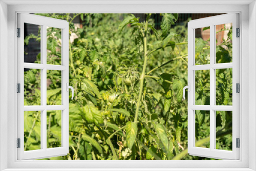 Fototapeta Naklejka Na Ścianę Okno 3D - green tomatoes on a bush in a garden, harvesting summer season