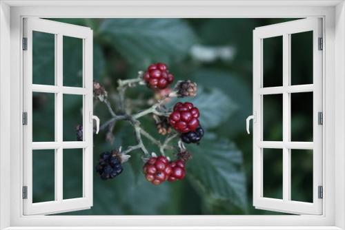 Fototapeta Naklejka Na Ścianę Okno 3D - red berries of a blackberry