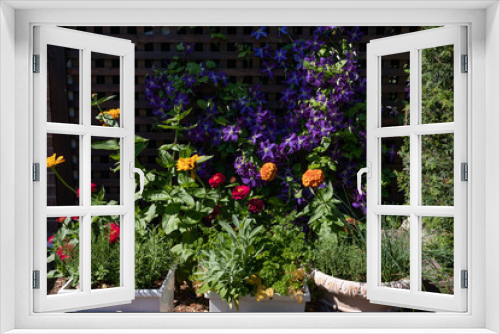 Fototapeta Naklejka Na Ścianę Okno 3D - Midwestern Home Garden with Colorful Flowers in Flower Pots during Summer