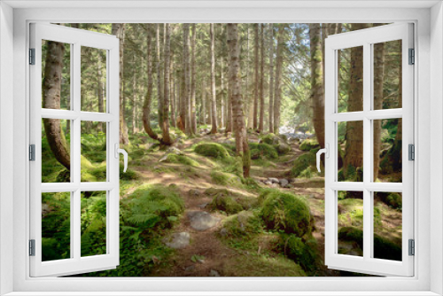 Fototapeta Naklejka Na Ścianę Okno 3D - Summer Day Forest View, Forest View