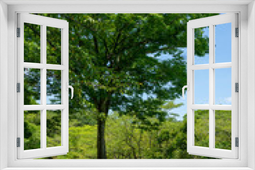 Fototapeta Naklejka Na Ścianę Okno 3D - 公園の新緑と青空