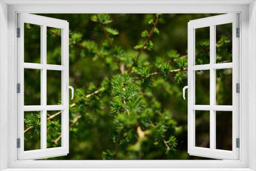 Fototapeta Naklejka Na Ścianę Okno 3D - needles on larch branches in spring