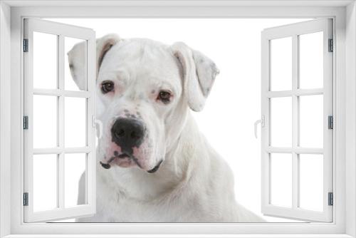 Fototapeta Naklejka Na Ścianę Okno 3D - portrait du jeune dogue argentin - dogo argentino