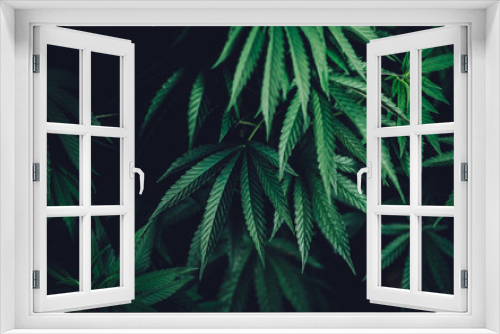 Fototapeta Naklejka Na Ścianę Okno 3D - marijuana leaves background