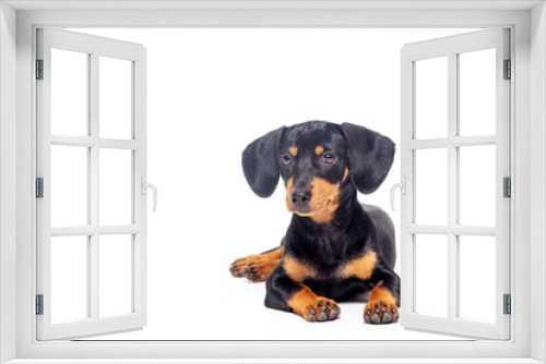 Fototapeta Naklejka Na Ścianę Okno 3D - puppy teckel dachshound dog, black and tan, isolated on white background