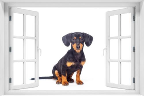 Fototapeta Naklejka Na Ścianę Okno 3D - puppy teckel dachshound dog, black and tan, isolated on white background