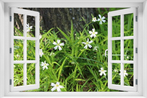 Fototapeta Naklejka Na Ścianę Okno 3D - 
White flowers blossomed near a tree trunk in a spring forest
