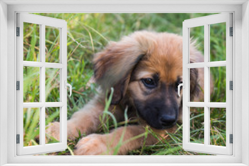 Fototapeta Naklejka Na Ścianę Okno 3D - Portrait eines Hovawart Hundewelpen 