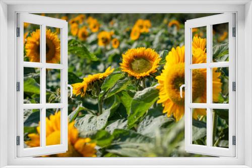 Fototapeta Naklejka Na Ścianę Okno 3D - field of sunflowers