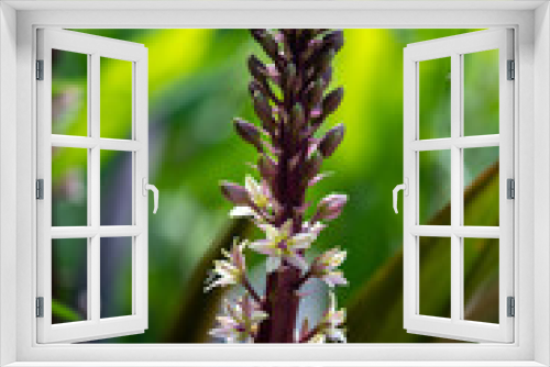 Fototapeta Naklejka Na Ścianę Okno 3D - close up of a flower