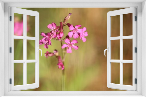 Fototapeta Naklejka Na Ścianę Okno 3D - Amazing inflorescences of flower Viscaria vulgaris with pink petals on a sunny meadow in a summer day on a blurred green background. Wildflowers close up.  German Catchfly or Sticky Catchfly. 